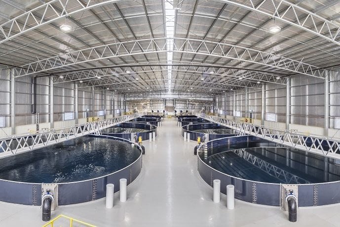 barramundi fish growing tanks